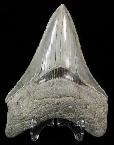 Razor Sharp, Megalodon Tooth - South Carolina #51133